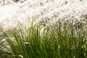 Grass Nature Plant