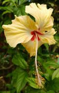 Hibiscus Flower Yellow