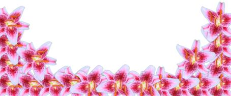 stargazer lily border flower