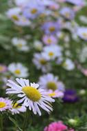 beautiful aster blooms