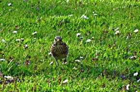 Drozd Bird Meadow