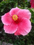 Flowers Nature