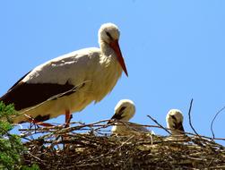 Spain Storks Nest