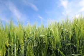 green grass Grain Cereals