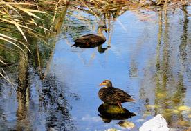 Duck Ducks Mottled