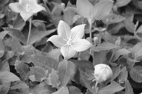 Flowers Black and White photo