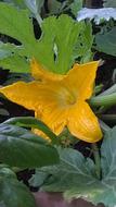 Flower Pumpkin Yellow