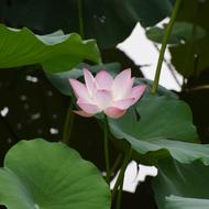 a beautiful pink lily with green lilies