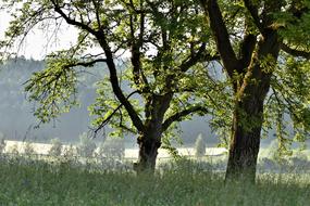 Trees Meadow Landscape