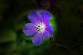 Flower Blossom Blue