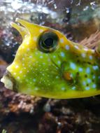 green fish in the water