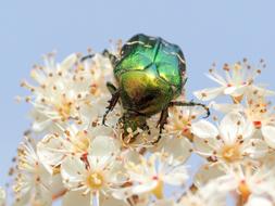 Insect Flowers