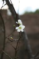 little flower on a branch