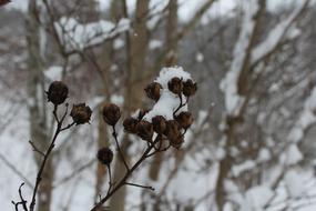 dry trees in the snow