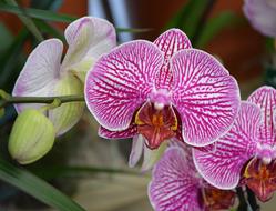 Pink Orchid Exotic Flowers