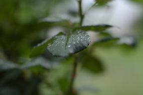 Leaf Rain Droplet