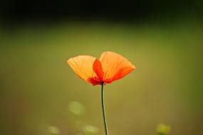 poppy on a stem macro shot