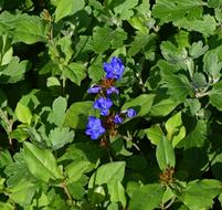 blue grass flowers