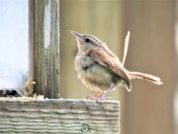 Bird Brown And Tan Cute