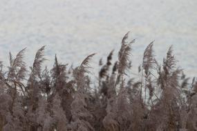Water Reed Lake