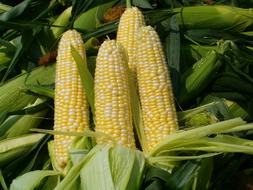 boiled corn on a plate