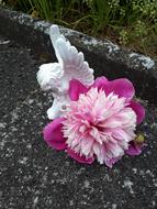 Angel Purple Flower on road