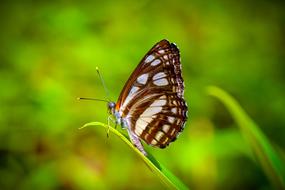 Insects Butterfly Plain Color Wong