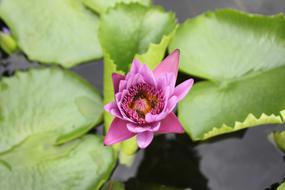 Lily Flower Purple The