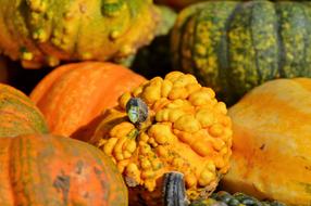 Healthy fresh pumpkins