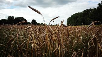 Field Close Up Cereals