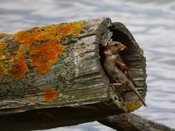 cute bird in a log