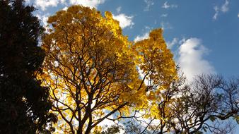 autumn tree against the clouds and sky