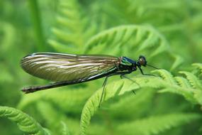 Insect Macro Dragonfly blur