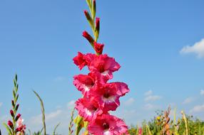 Gladiolus Gladidus Butterfly