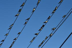 Swallow Swallows Migratory Birds