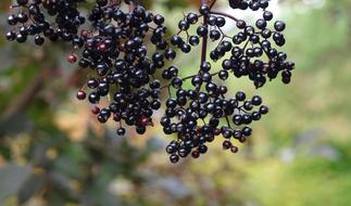 Elder Berries in Nature