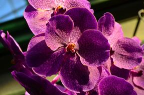 purple orchid bud flowers