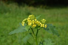 Yellow Flower Prairie Field