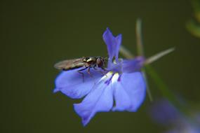 Flower Blue
