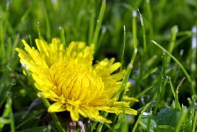 one yellow flower in the grass