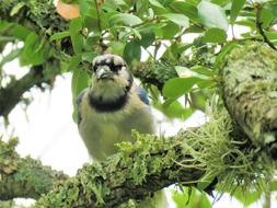 blue jay bird on a branch