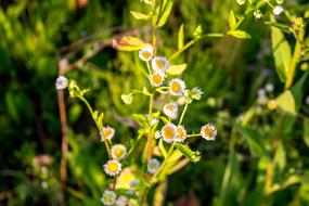 Close-up of the beautiful, white and yellow flowers among the green plants in sunlight