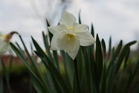 Daffodil Narcissus Flower