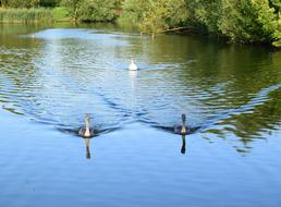 Lodge Lake Milton Keynes Swans
