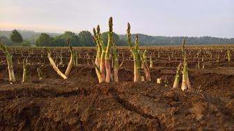 asparagus plant