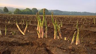 green sprouts in the field