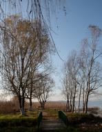 tall trees in the sunlight