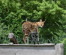 Serval Feline Zoo