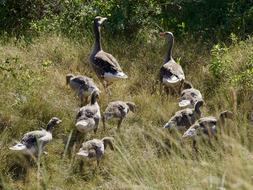 Grey Wild Geese on field