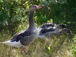 greylag goose flock rest on grass